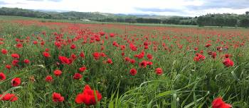 The abundance of red poppies in Italy makes you feel as if you’re in a Van Gogh painting
