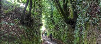 Hiking through forests on the Camino Frances | Gesine Cheung