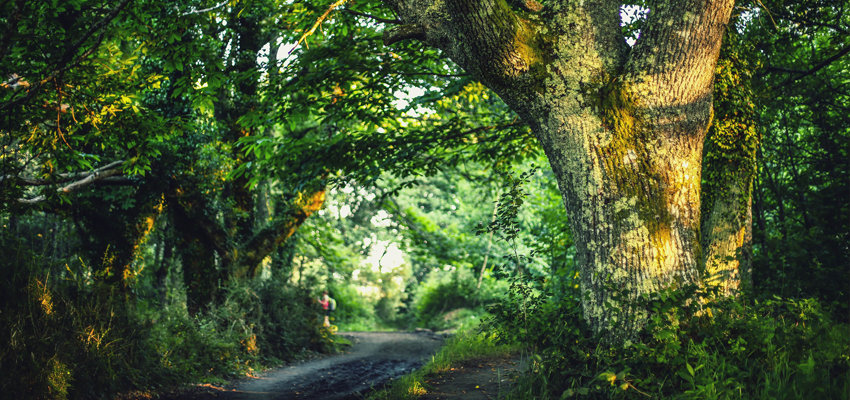 Walking through delightful forests on the Camino