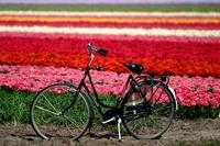 Keukenhof Gardens Tulip Tour