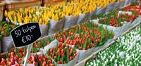 Flower market in Amsterdam