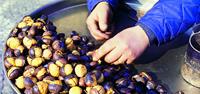 A local woman sorting chestnuts in Italy