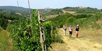 Via Francigena Walks