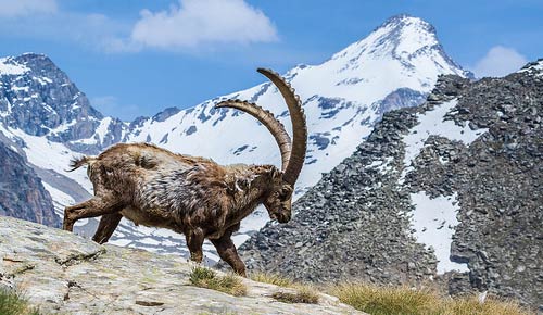 An ibex in the Aosta ©Fulvio's-photos