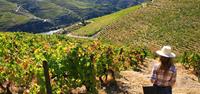 Join the grape harvest in Portugal's Douro Valley