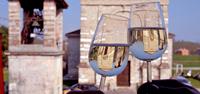 Enjoy the grape harvest and a glass of wine in Italy's Prosecco