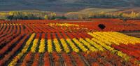 Find beautiful autumn colours in the vineyards of Rioja