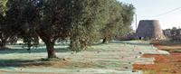 Olive groves are a popular sight on Puglia Walking Holidays with UTracks Travel