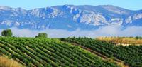 Vineyards in the Rioja region