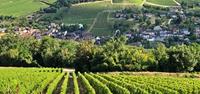 Sancerre vineyards in the Loire Valley