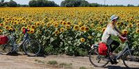 Cycling past sunflowers on the Danube Cycle Path, Hungary