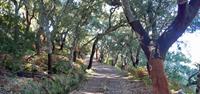 Cycle through cork oak plantations in the Algarve, Portugal