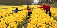 Exploring the flat landscapes of Holland by bike is also a great family holiday idea