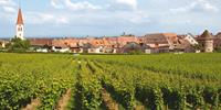 Exploring vineyards and small villages in Alsace