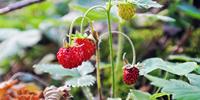 Wild strawberries in Romania