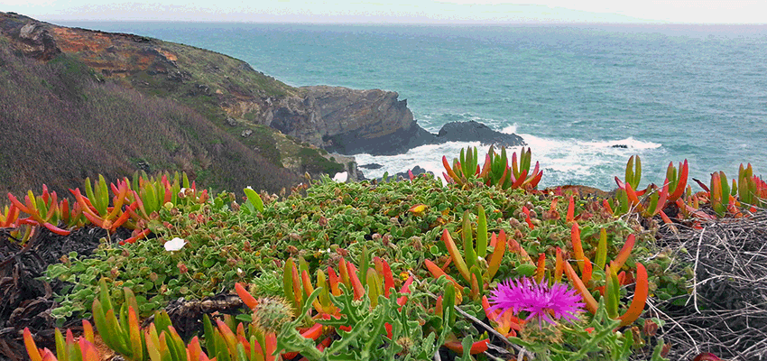 The Rota Vicentina in Algarve is an initiative to develop low impact tourism. Excellent for winter walking!