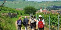 Walking from village to pretty village in Alsace's wine region