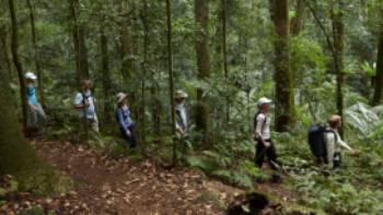 Scenic Rim Trail_Rainforest,Spicers Lodge Scenic Rim rainforest walk
