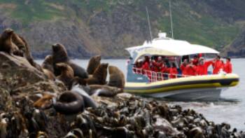 Seals at the Friars,Bruny Island Cruise Watching seals at the Friars