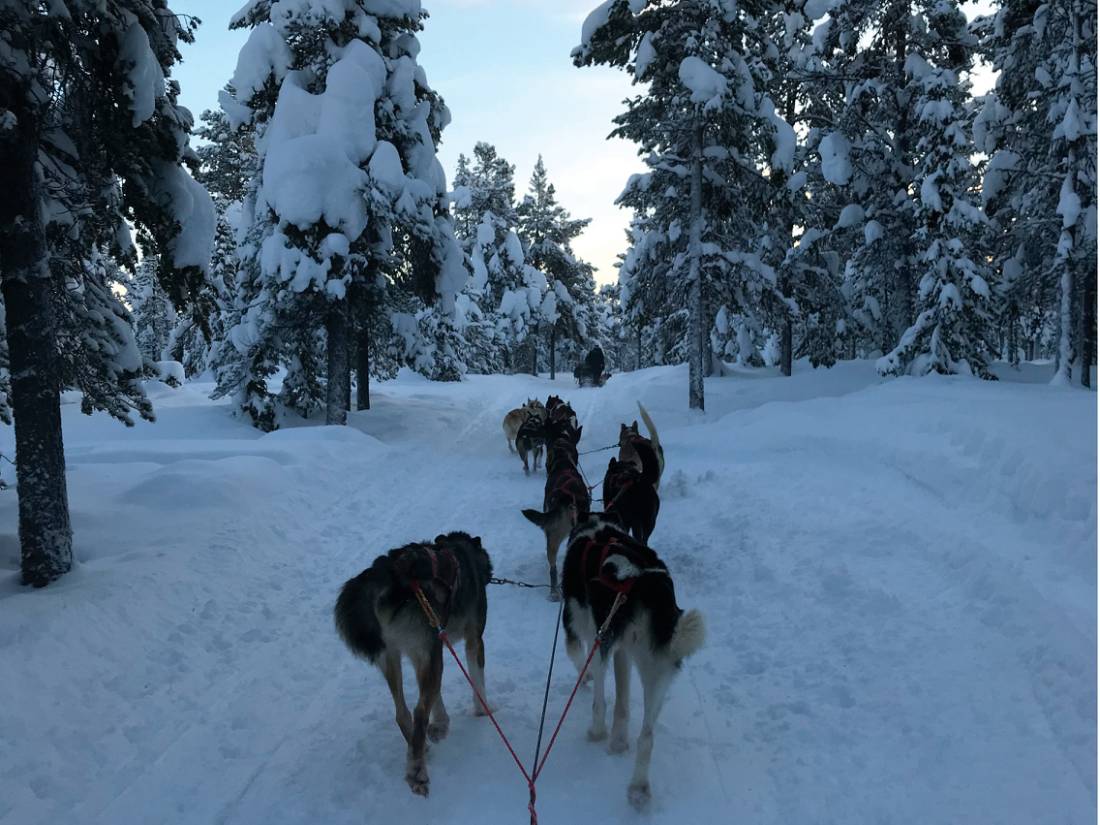 Dog sledding through the Swedish wilderness |  <i>Robyn Lyons</i>