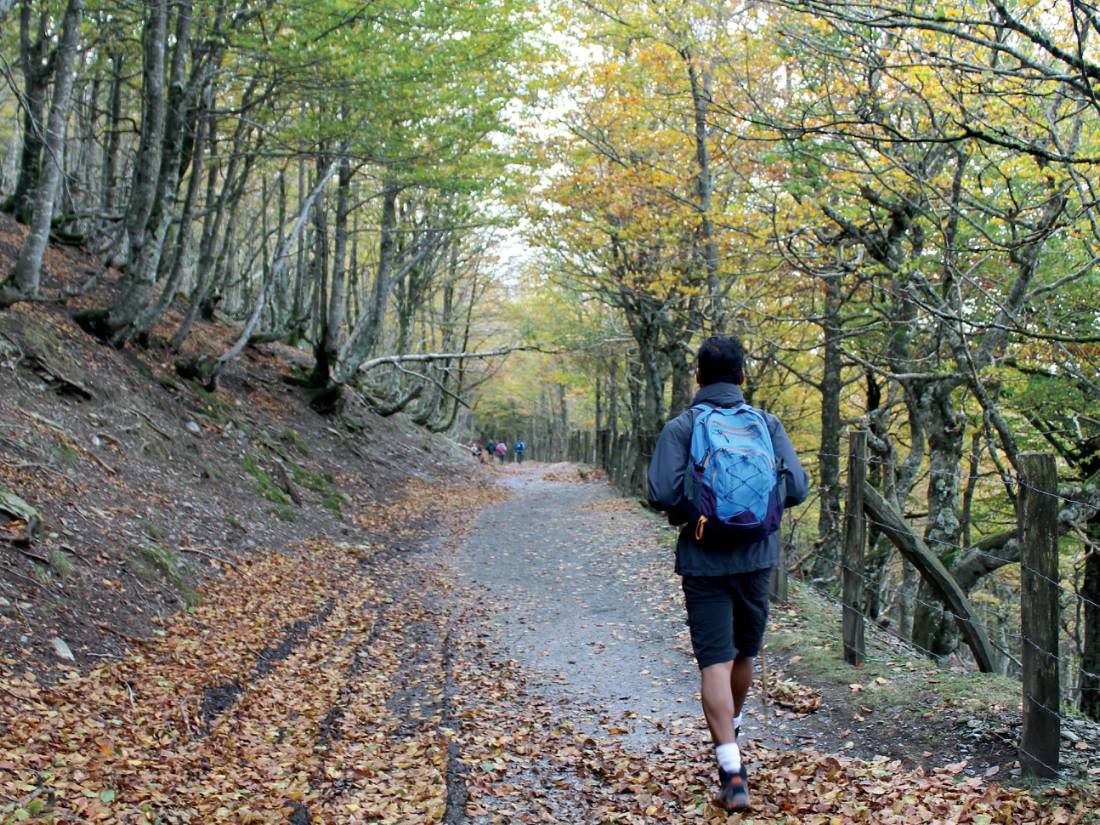 Autumn leaves along the Camino trail as we hike towards Roncesvalles |  <i>Scott Kirchner</i>