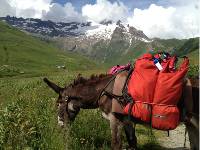 Mules transport our luggage on our family walks in Mont Blanc |  <i>Kate Baker</i>