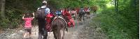 Family group hiking with donkeys around Mont Blanc |  <i>Kate Baker</i>