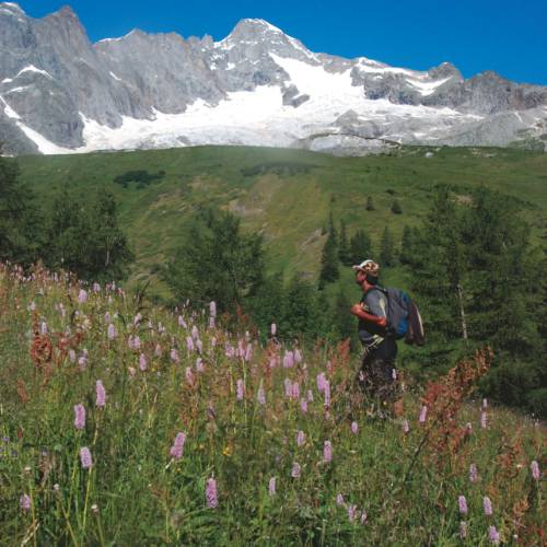 In Spring, valleys burst into colour with a wildflower bonanza for trekkers to enjoy on the Mont Blanc circuit