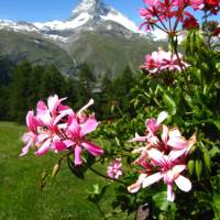 Typical Swiss scenery Switzerland - Matterhorn Mtn (Zermatt) | Christina Dott