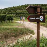 Hiking by vineyard trails in Slovenia