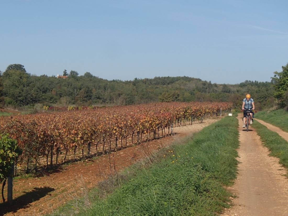 Cycling through a vineyard along the Danube |  <i>Richard Tulloch</i>