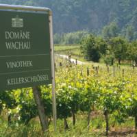 Vineyard in the Wachau Valley, Austria | Kate Baker