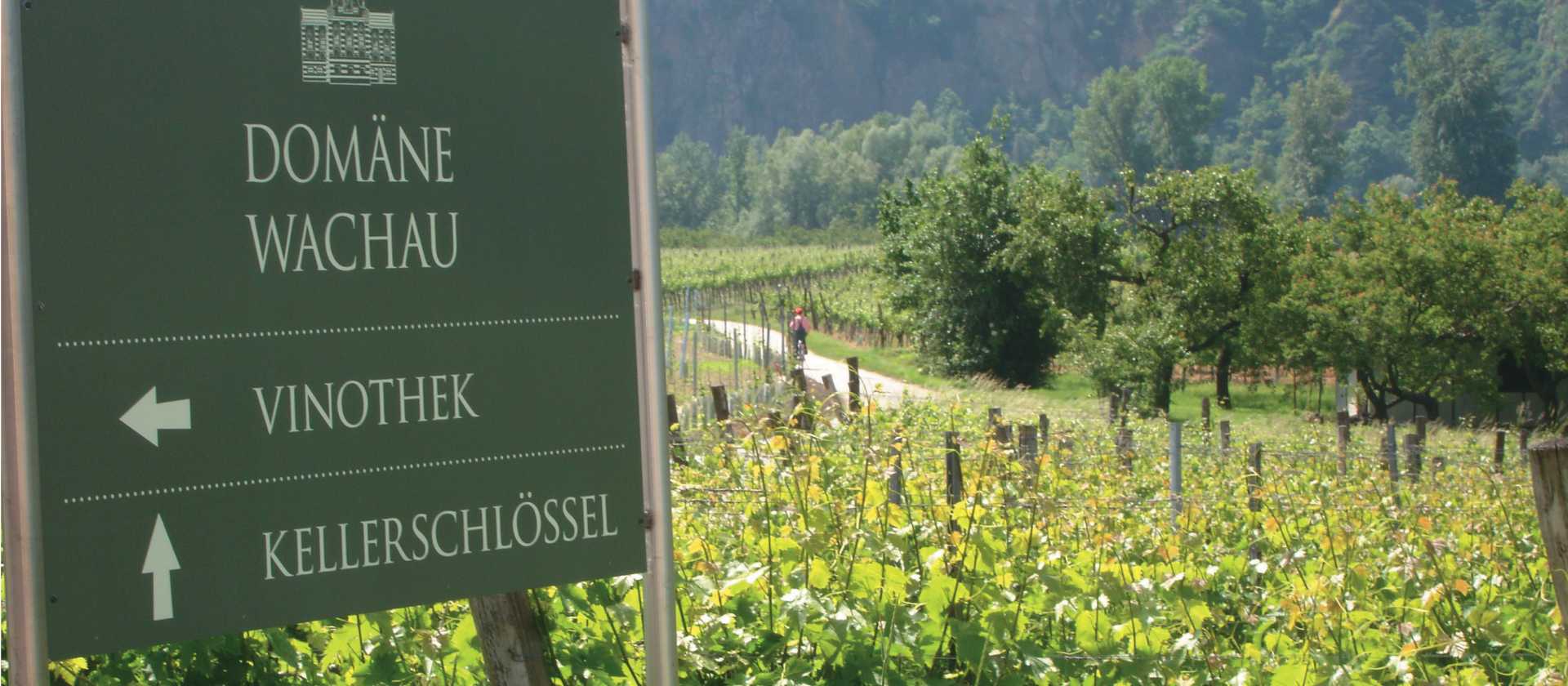 Vineyard in the Wachau Valley, Austria | Kate Baker
