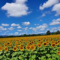 Bike past fields of sunflowers in Austria