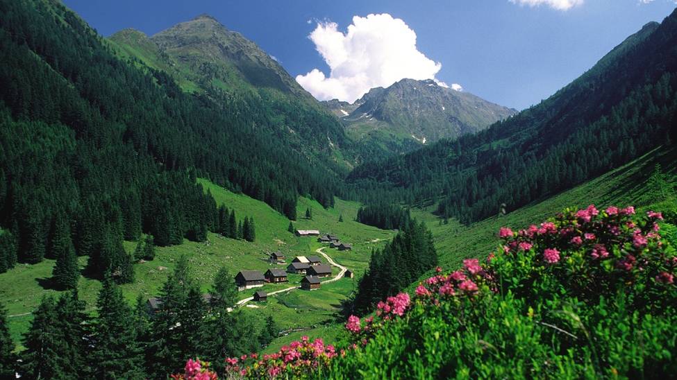 Alpine roses in bloom in the Dachstein Alps