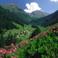 Alpine roses in bloom in the Dachstein Alps