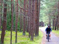 Scenic cycling through pine forests in Lithuania |  <i>Andrew Bain</i>