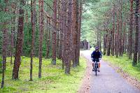 Scenic cycling through pine forests in Lithuania | <i>Andrew Bain</i>