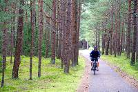 Scenic cycling through pine forests in Lithuania |  <i>Andrew Bain</i>