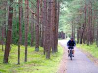 Scenic cycling through pine forests in Lithuania |  <i>Andrew Bain</i>