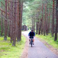 Scenic cycling through pine forests in Lithuania | Andrew Bain