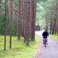 Scenic cycling through pine forests in Lithuania | Andrew Bain