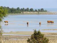 Wildlife near Kassari on Hiiumaa Island, Estonia