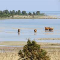 Wildlife near Kassari on Hiiumaa Island, Estonia