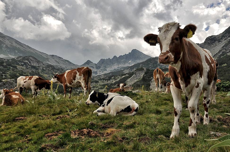 Happy cows in the Pirin Mountains of Bulgaria