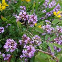 Wildflowers in Vitosha Natural Park