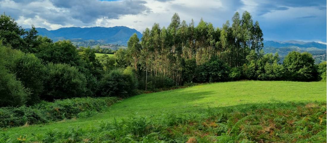 Vivid green landscapes in Spain while walking the Camino de Invierno |  <i>Heath de Burgh</i>