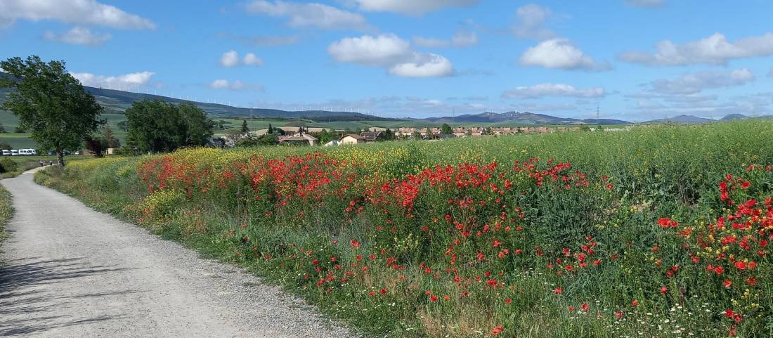 Colourful flowers marking the Camino trail |  <i>Margaret Sacree</i>
