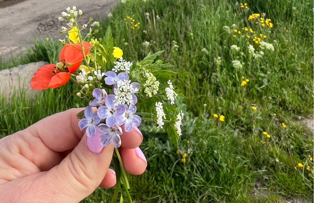 Wildflowers in France |  <i>Jaclyn Lofts</i>