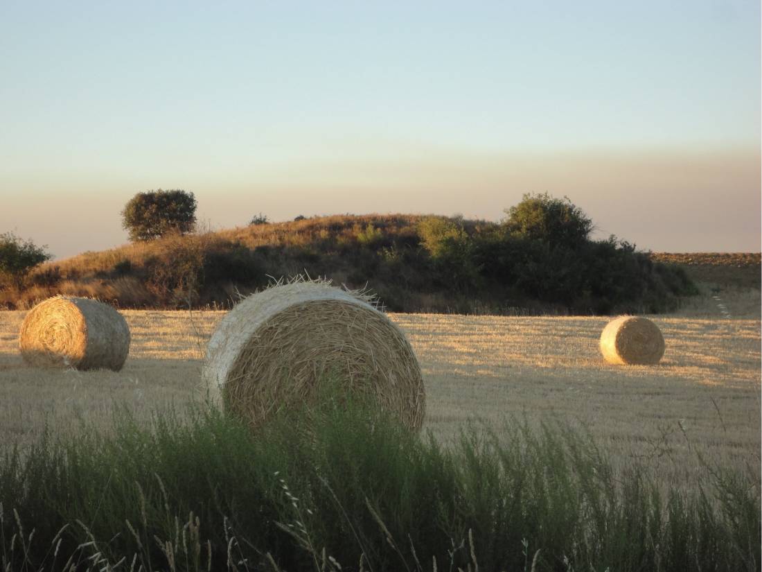 Farmlands on the Camino de Santiago |  <i>Eimy Minowa</i>